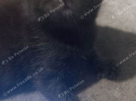 Half black bengaline kittens