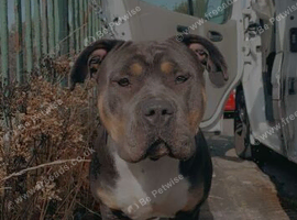 American bully chocolate tri