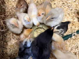 Bantam chicks available