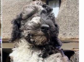 Merle miniature Poodles special colours