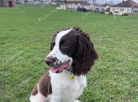English Springer Spaniel