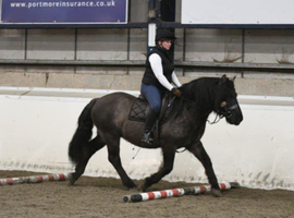 Mouse Dun Highland Stallion