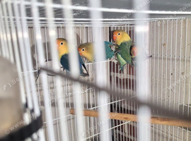Lovebirds