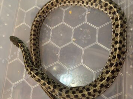 2x snakes for new home or trade for geckos