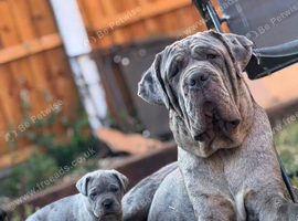 Beautiful Neapolitan masstiff puppy&rsquo;s! 2 left ready to go to there forever homes now!