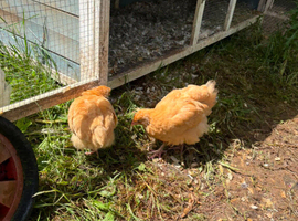2 11 week old buff boys and 1 light sussex cock