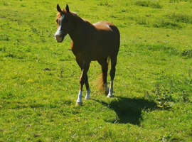 Stunning Chestnut Arab Gelding.