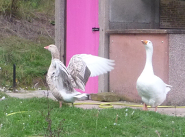 Goose pair; Embden Male & Brecon Female