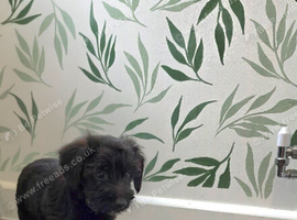 Toy Patterpoo puppies