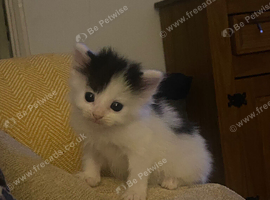 3 flurry kittens