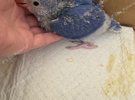 Indian Ringneck Babies &mdash; Violet Cleartail & Blue Cleartail