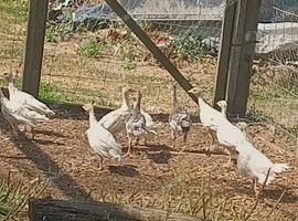10 x Crollwitzer & Narragansett Turkey Poults