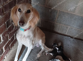 Saluki puppies kc registered