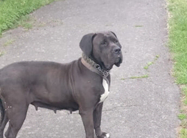 Girl boerboel