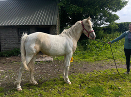 Palomino & white filly
