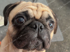 Fawn male pug for stud