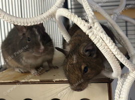 Stunning male degu's (Ochre & Barley)