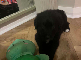 Golden retriever x Bernese mountain dog