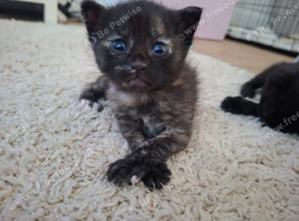4 GORGEOUS KITTENS LEFT.