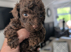 Toy poodle puppy's