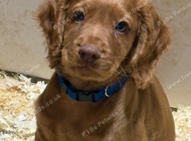Cocker spaniel pups
