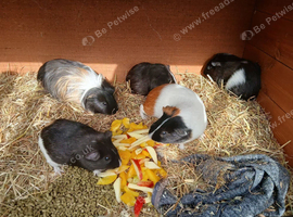 Guinea Pig