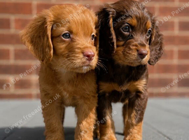 Working cocker spaniels
