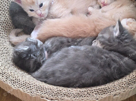 Stunning litter of creams and blues
