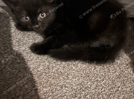 Black female kittens