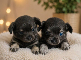 Stunning chihuahua puppies