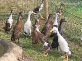 Runner Ducks