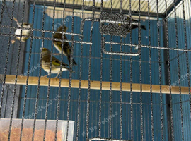 Finches mule Glasgow