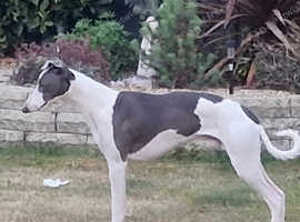 Proven Whippet 3 years old for stud