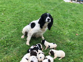 Springer Spaniel Puppies