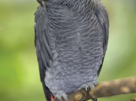 African grey parrot (Ronnie)