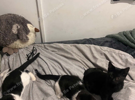 9 week old kittens