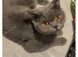 Beautiful Blue British Shorthair Kittens Ready Now