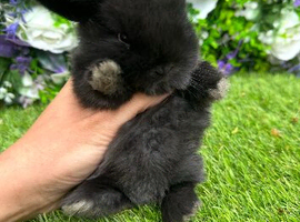 Sweetest Baby Girl Bunny