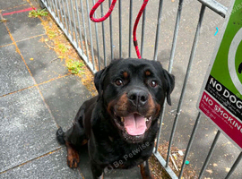 Male Rottweiler