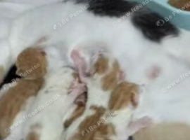 Kittens