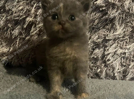 Female British short haired kittens ready soon