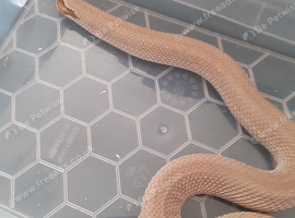 Females and males
