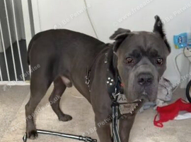 Cane corso koba