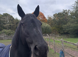 16 yr 15 h black mare to share