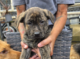 Frenchbull dog x German shepherd