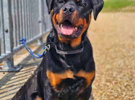 Handsome Serbian rottweiler