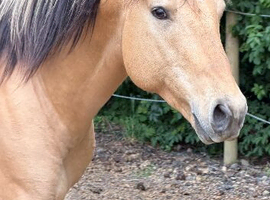 Quarter horse stallion