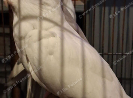 Cockatiel pairs