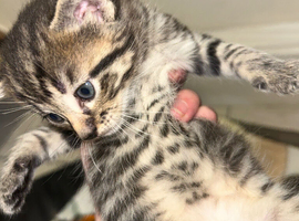 Kittens