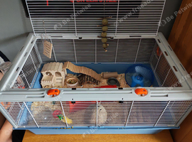 4 Month Old Male Syrian Hamster Comes With Absolutely Everything